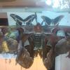 IMG_20110611_133723